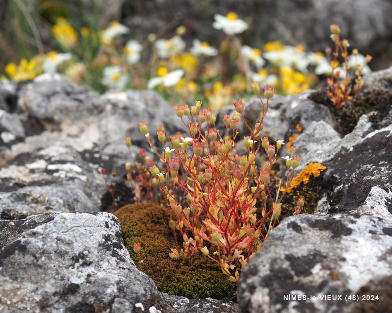 Saxifrage, Rue-leaved